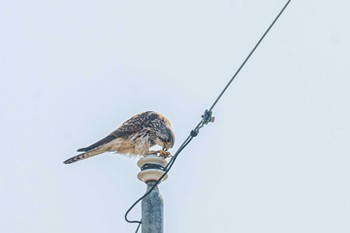 Common Kestrel 皿池(明石市大久保町) Thu, 3/24/2022