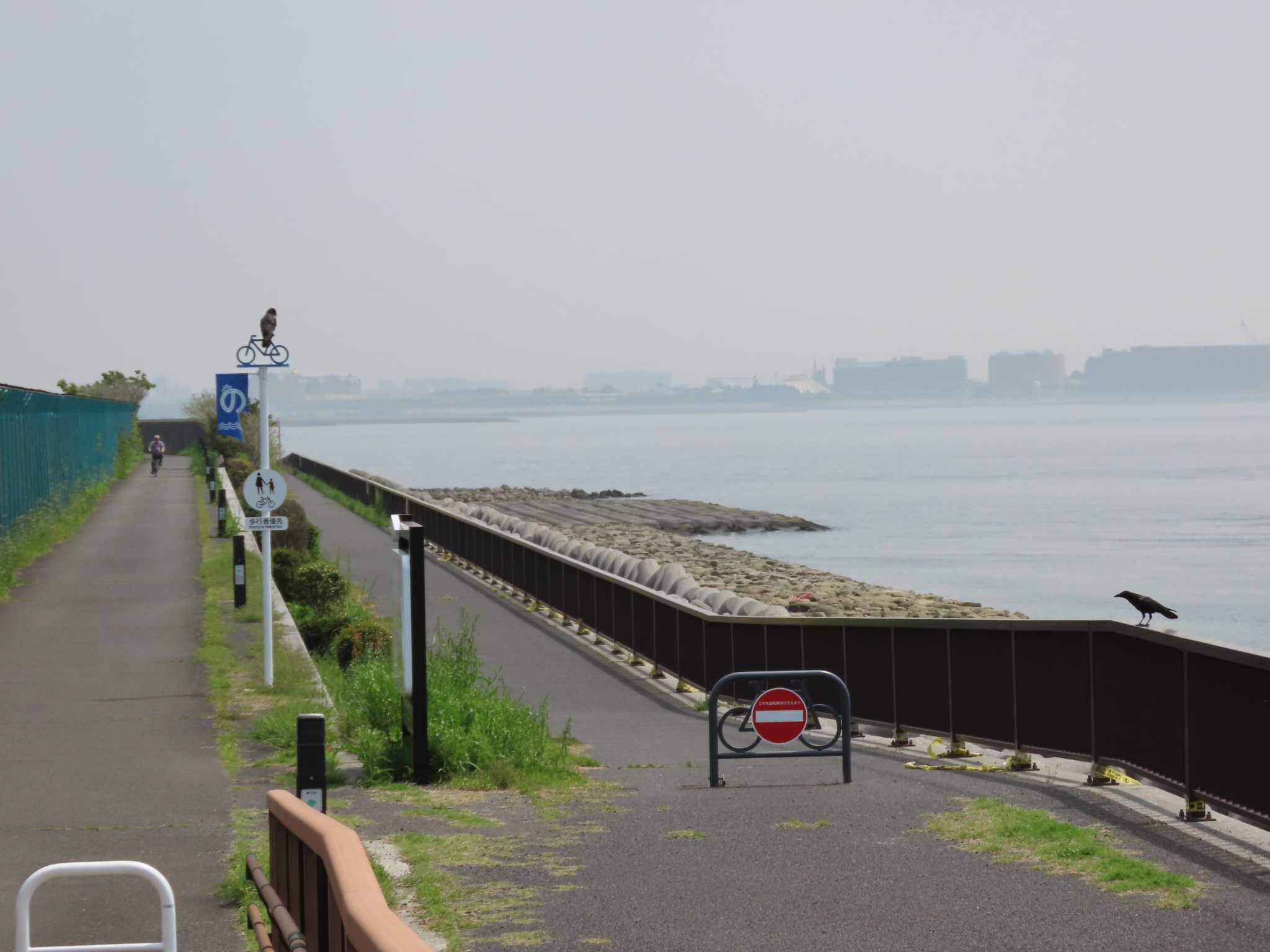 新木場緑道公園(東京都江東区) ハシボソガラスの写真 by のぐち