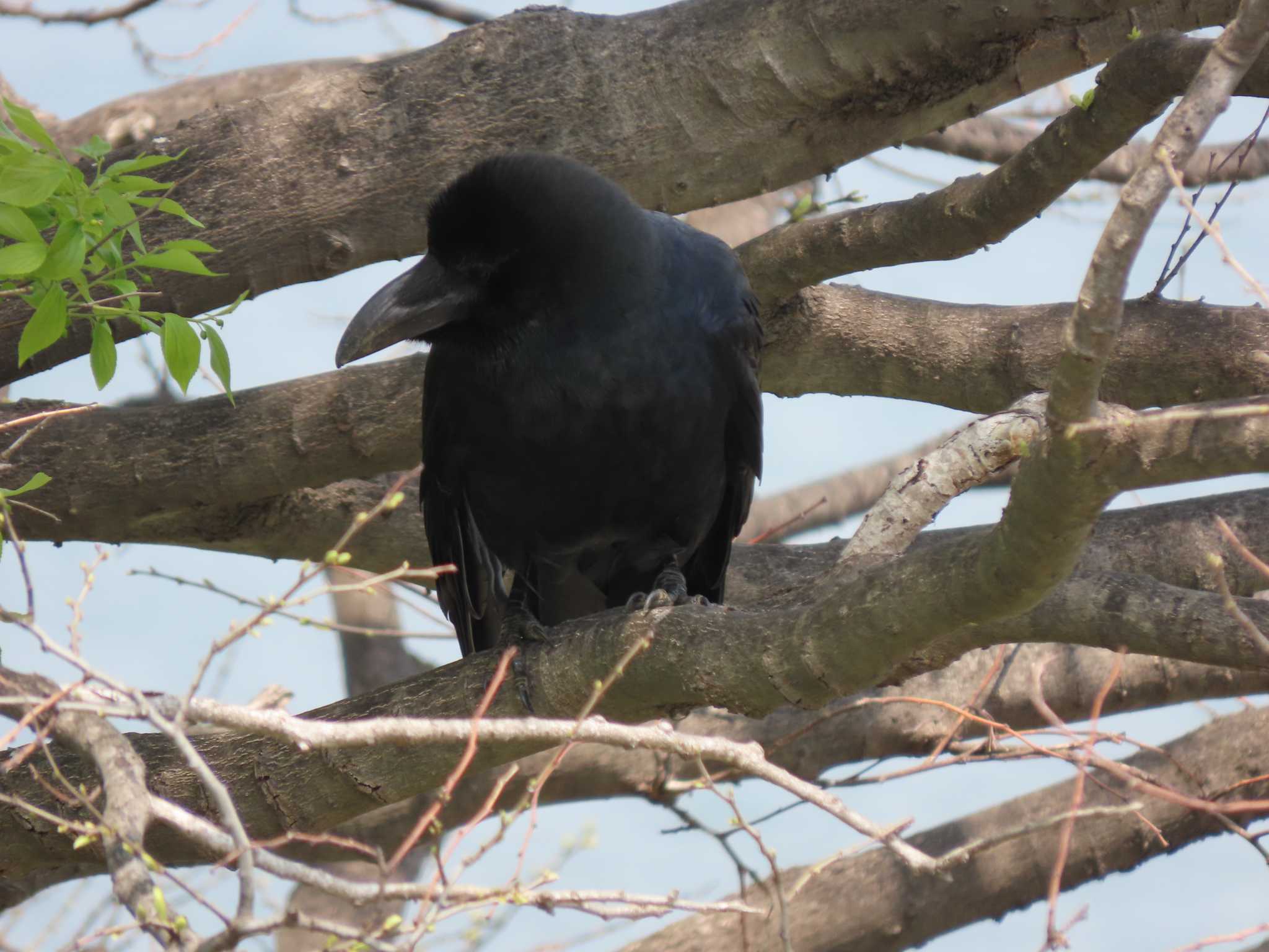 新木場緑道公園(東京都江東区) ハシブトガラスの写真 by のぐち