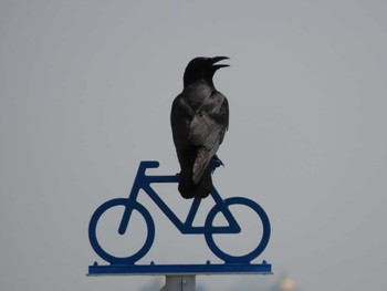 2022年4月23日(土) 新木場緑道公園(東京都江東区)の野鳥観察記録