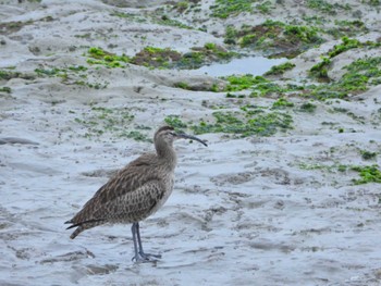 Eurasian Whimbrel 御前崎 Sun, 4/24/2022