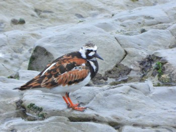 Ruddy Turnstone 御前崎 Sun, 4/24/2022