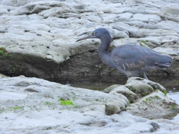 Pacific Reef Heron 御前崎 Sun, 4/24/2022