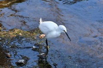 Little Egret 御用水跡街園 Sat, 3/12/2022