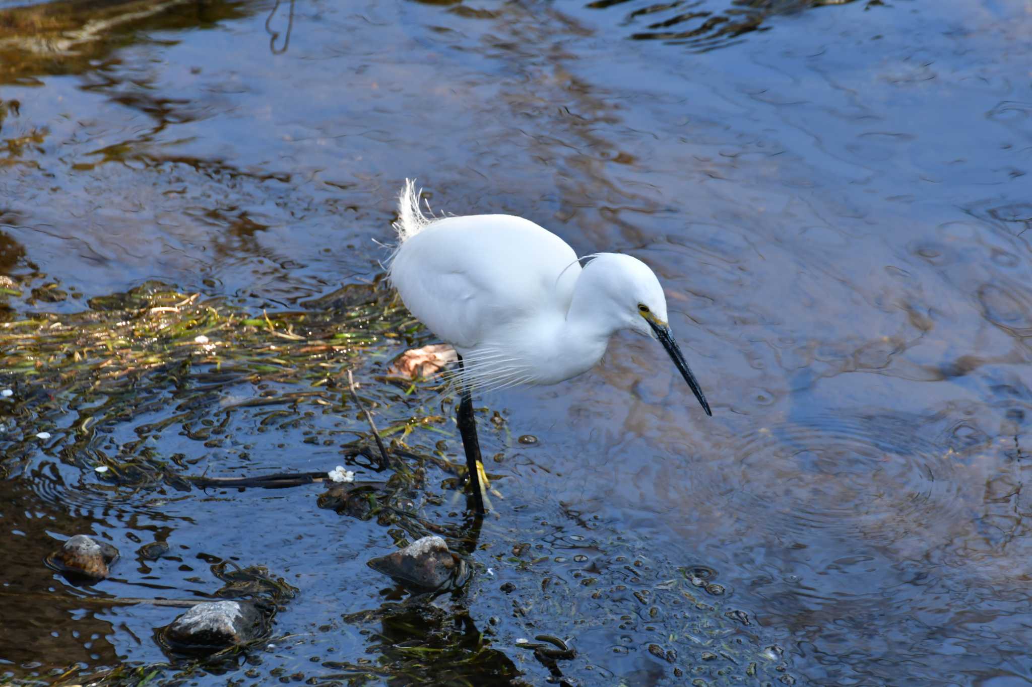 Photo of Little Egret at 御用水跡街園 by みそ＠VM4A