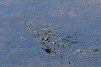 Grey Wagtail 御用水跡街園 Sat, 3/12/2022