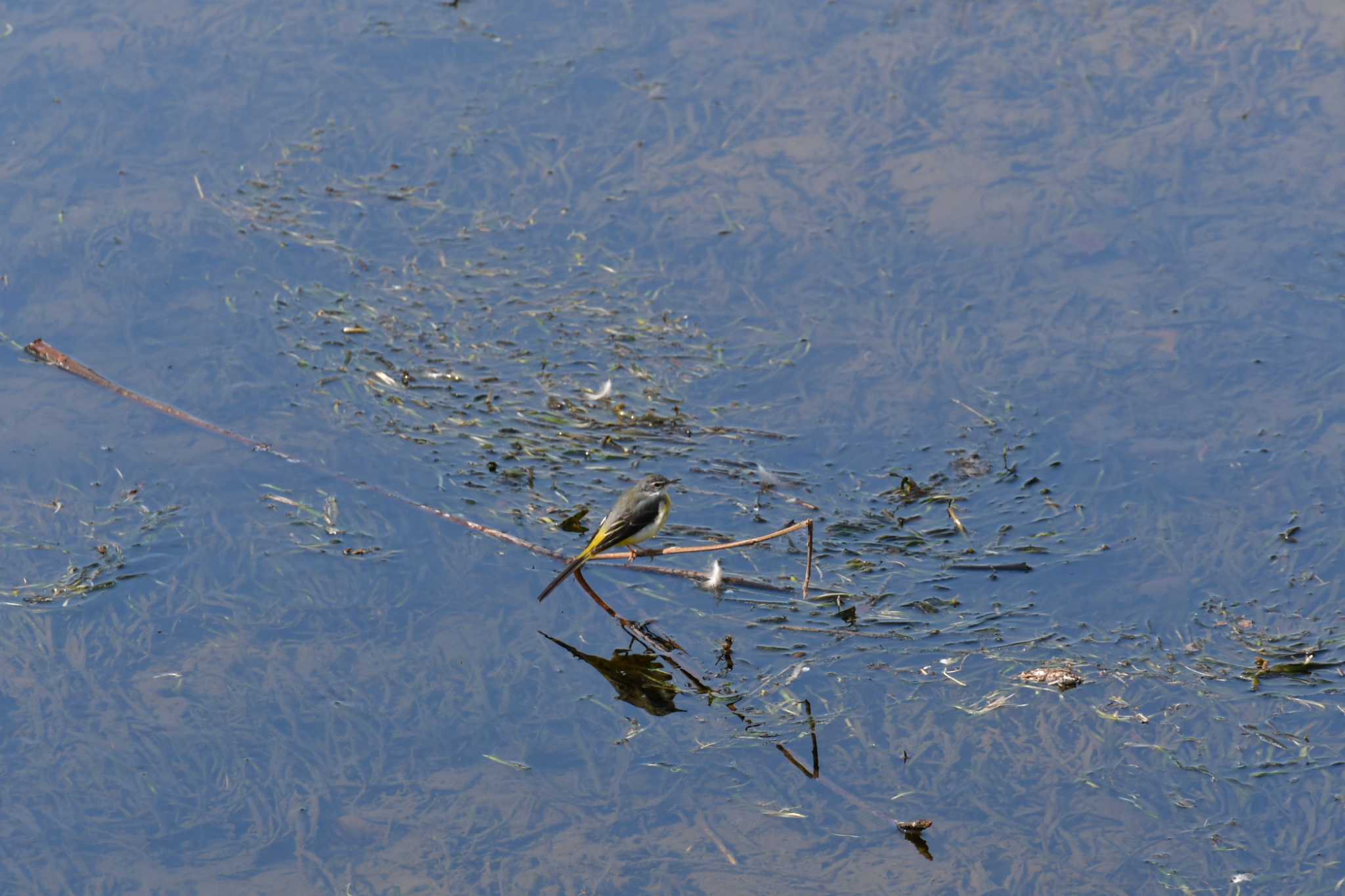 Photo of Grey Wagtail at 御用水跡街園 by みそ＠VM4A