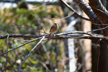 Daurian Redstart 愛知県森林公園 Fri, 3/11/2022