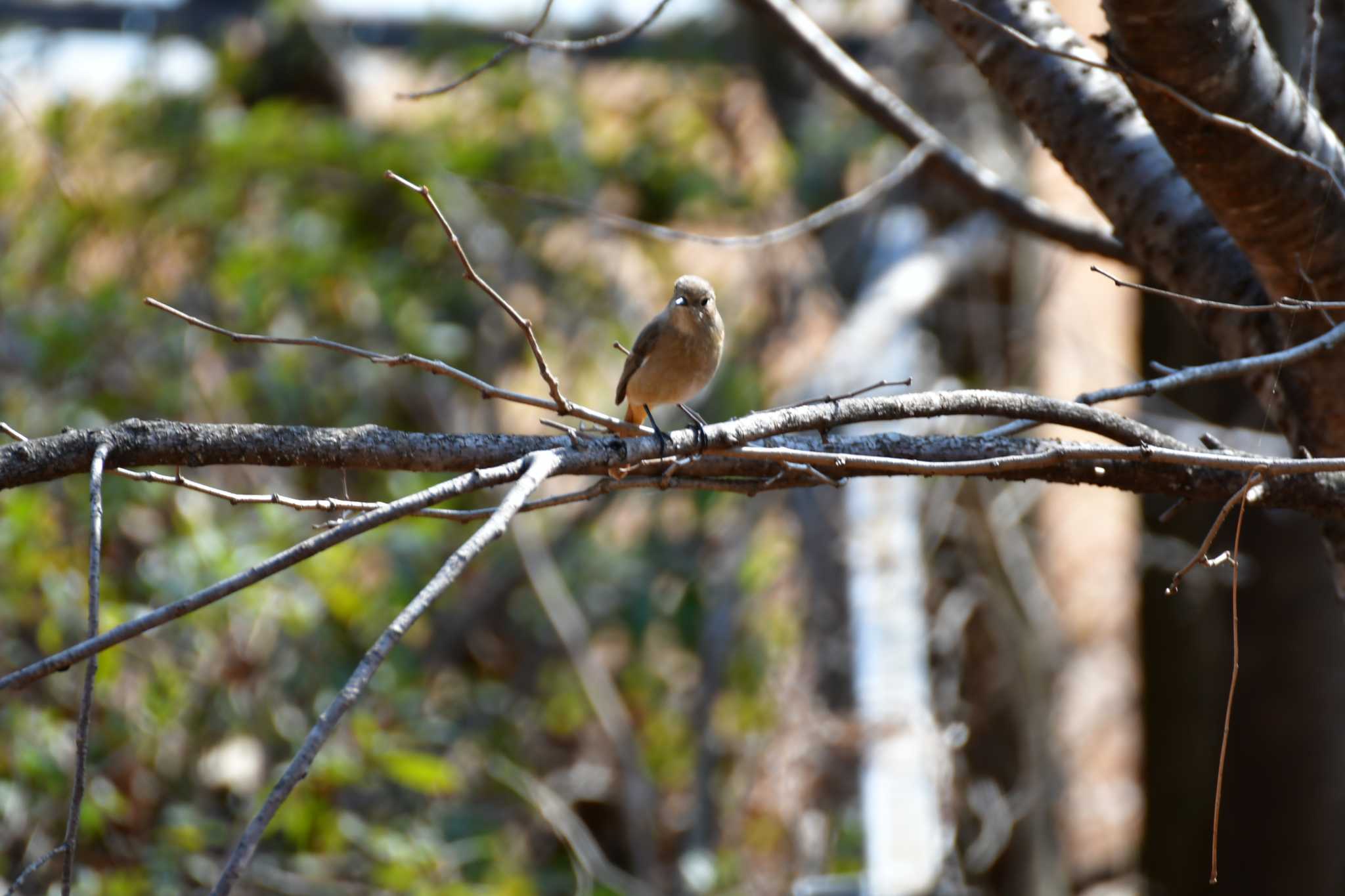 Photo of Daurian Redstart at 愛知県森林公園 by みそ＠VM4A