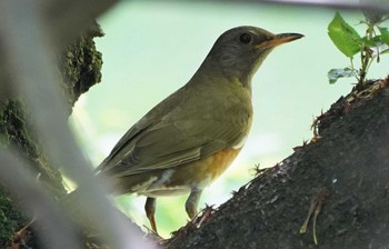 アカハラ 昭和記念公園 2022年4月22日(金)