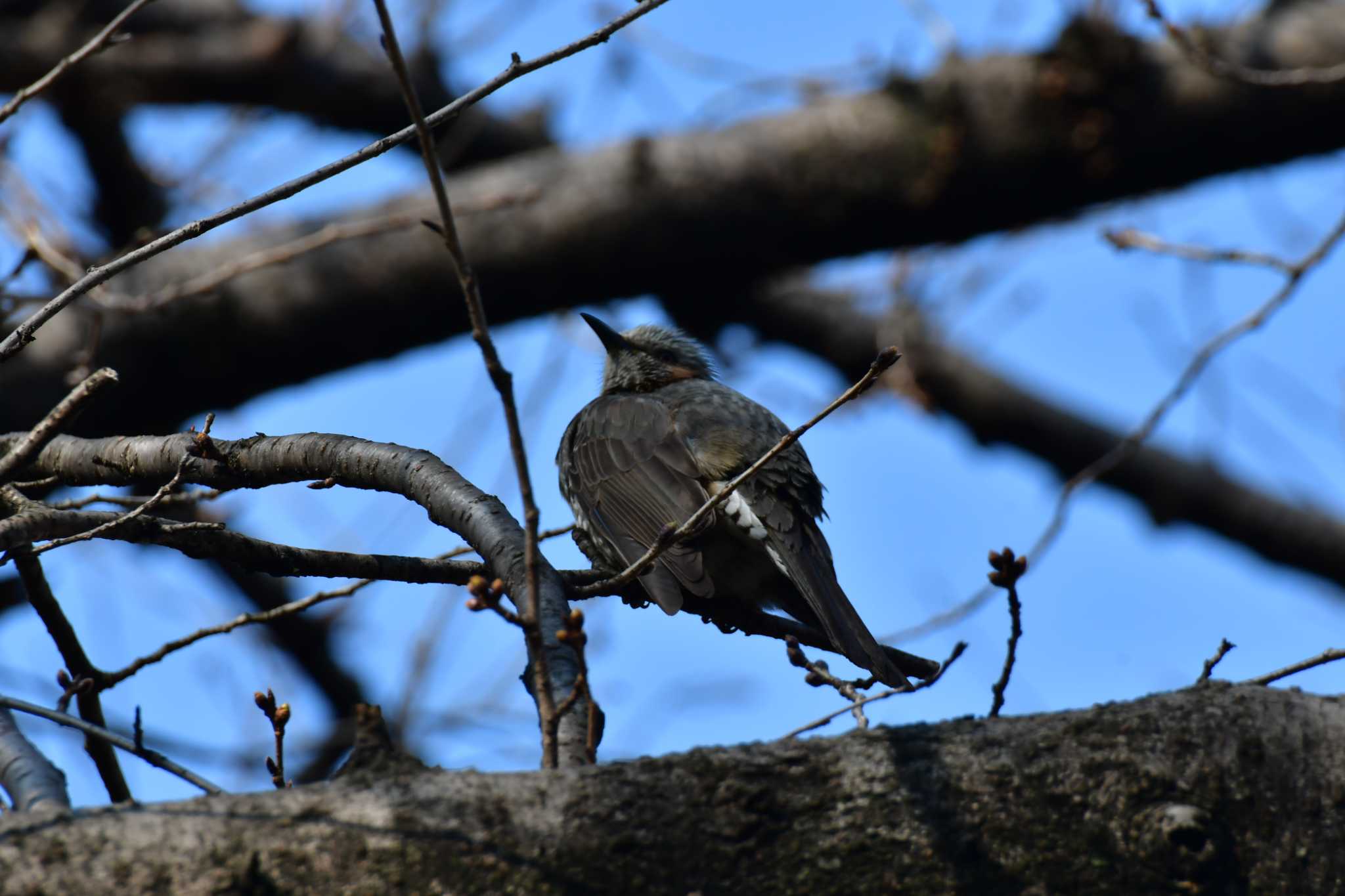 Photo of Brown-eared Bulbul at 御用水跡街園 by みそ＠VM4A