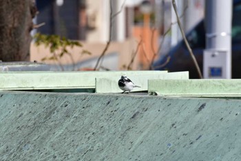 White Wagtail 御用水跡街園 Sat, 3/12/2022