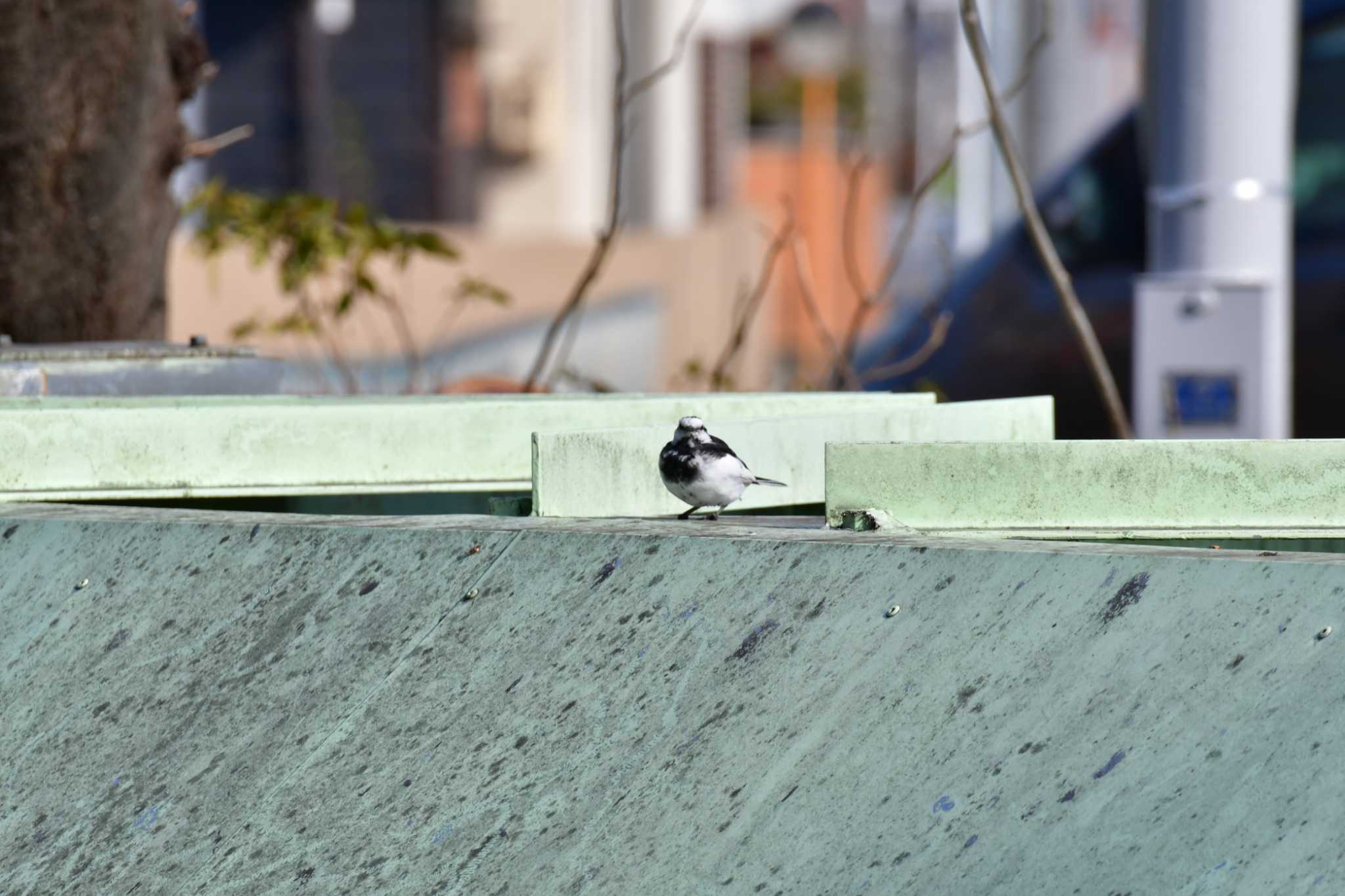 Photo of White Wagtail at 御用水跡街園 by みそ＠VM4A