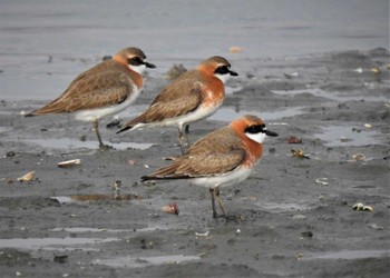 2022年4月24日(日) 江戸川放水路の野鳥観察記録