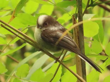 2022年4月24日(日) 座間谷戸山公園の野鳥観察記録