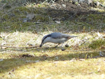 シロハラゴジュウカラ 支笏湖野鳥の森 2022年4月24日(日)