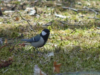 シジュウカラ 支笏湖野鳥の森 2022年4月24日(日)