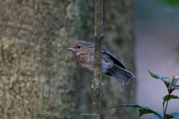 Eastern Yellow Robin O'Reilly's Rainforest Retreat Sun, 12/29/2019