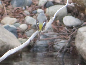 Grey Wagtail 上高地 Sat, 4/23/2022