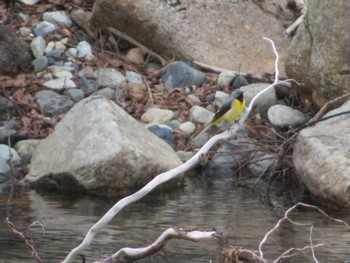 Grey Wagtail 上高地 Sat, 4/23/2022