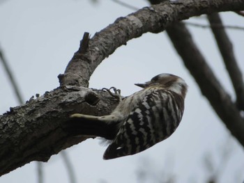 Japanese Pygmy Woodpecker 上高地 Sat, 4/23/2022