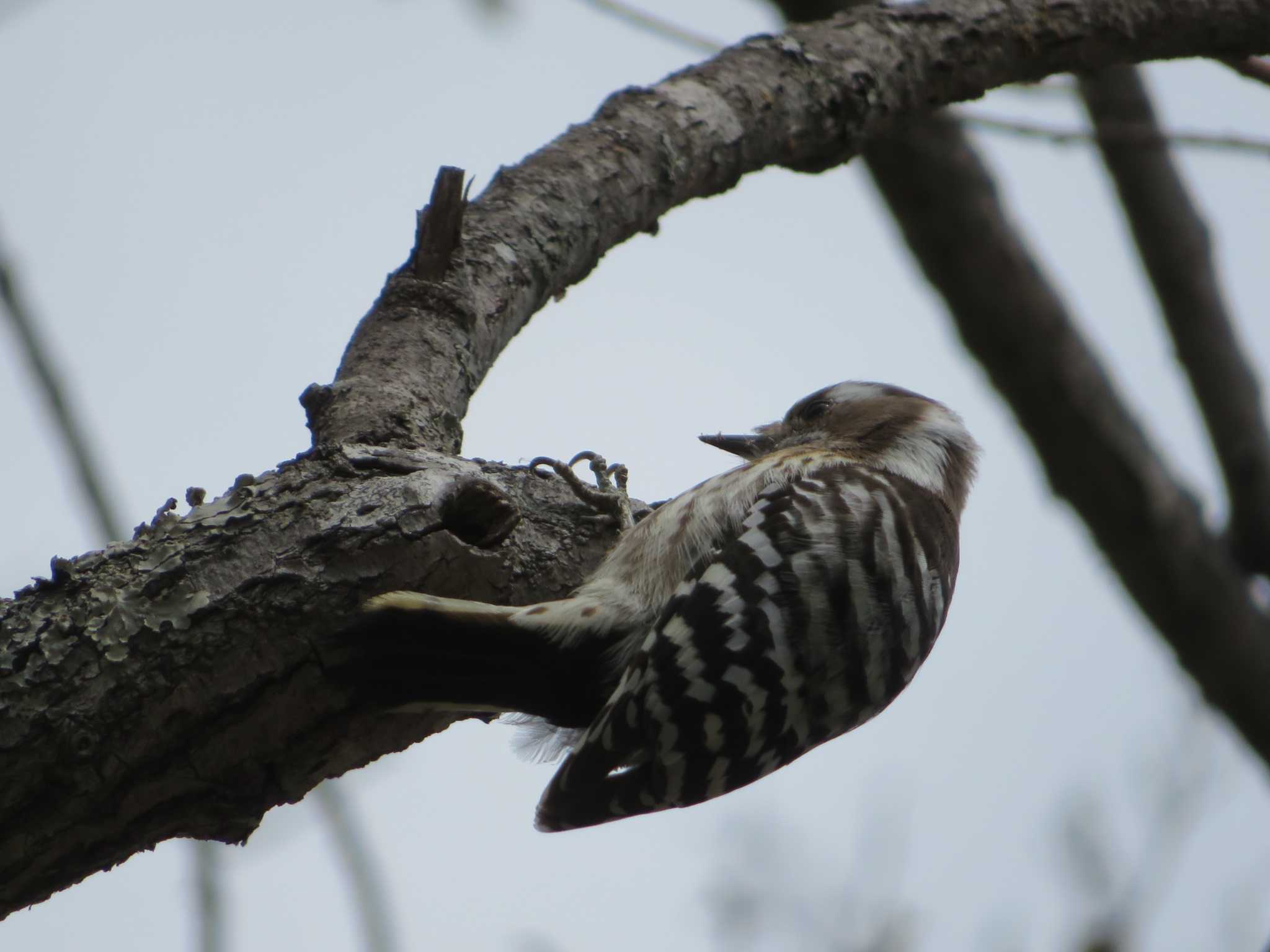 Photo of Japanese Pygmy Woodpecker at 上高地 by ヤマガーラ