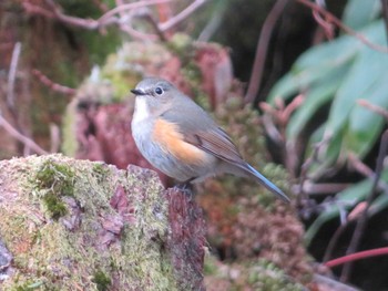 Red-flanked Bluetail 上高地 Sat, 4/23/2022