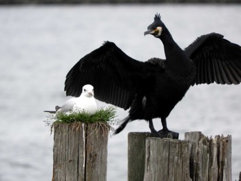 ユリカモメ 葛飾あらかわ水辺公園 2022年4月24日(日)