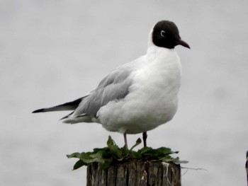 ユリカモメ 葛飾あらかわ水辺公園 2022年4月24日(日)