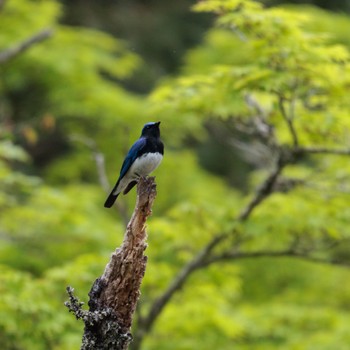 Blue-and-white Flycatcher 岩屋堂公園(愛知県) Sat, 4/23/2022