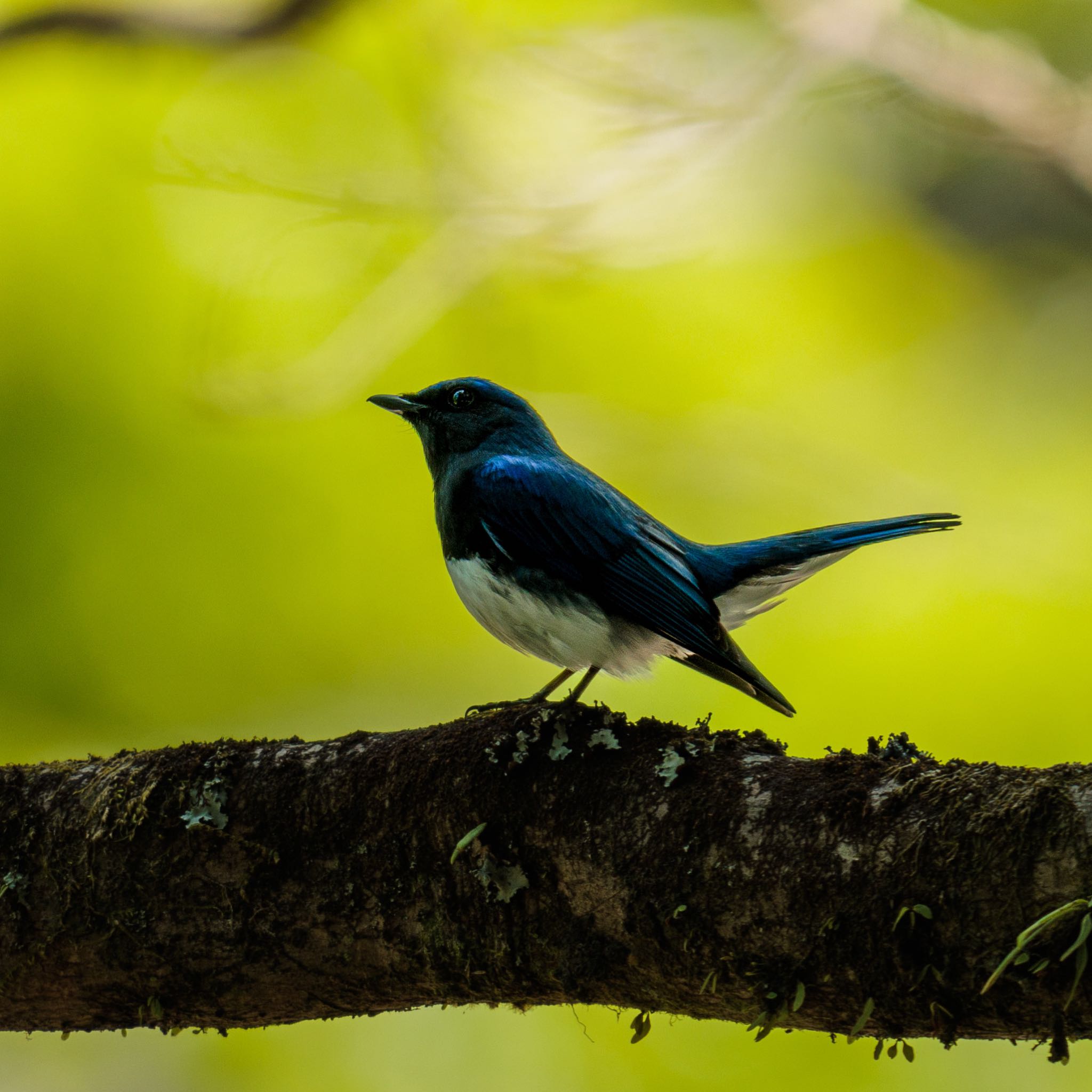 Photo of Blue-and-white Flycatcher at 岩屋堂公園(愛知県) by Sakamoto
