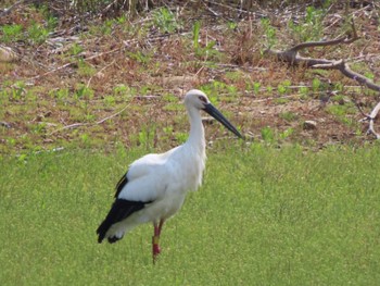 コウノトリ 和歌山県 2022年4月23日(土)