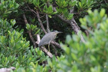 Striated Heron 具志干潟 Mon, 11/13/2017