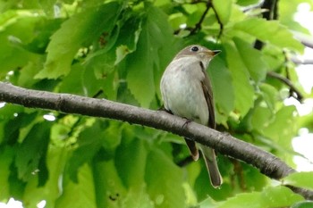 コサメビタキ 東京港野鳥公園 2022年4月24日(日)