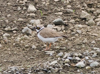 2022年4月24日(日) 恩田川(鶴見川合流点付近)の野鳥観察記録