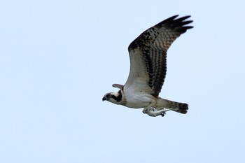 Osprey 具志干潟 Mon, 11/13/2017