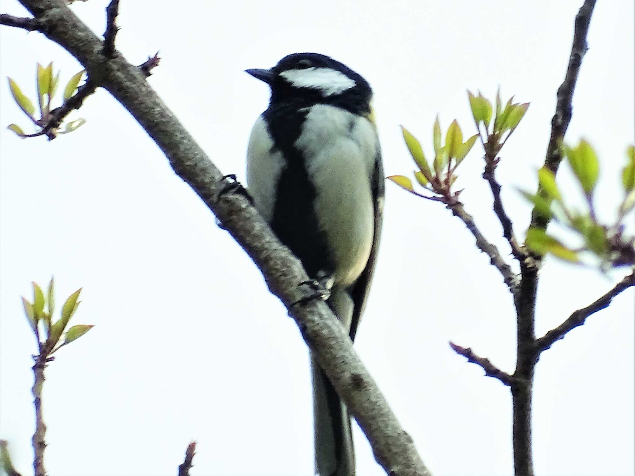 シジュウカラ