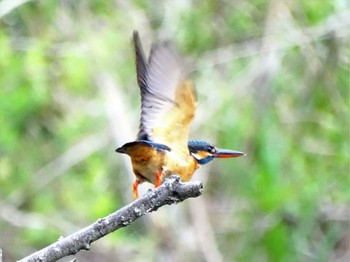 2022年4月24日(日) 舞岡公園の野鳥観察記録