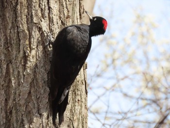 2022年4月24日(日) 真駒内公園の野鳥観察記録