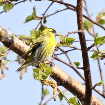 Eurasian Siskin 旭山公園 Sun, 4/24/2022