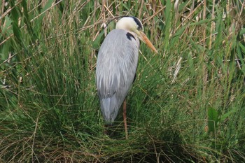 2022年4月19日(火) 都立浮間公園の野鳥観察記録