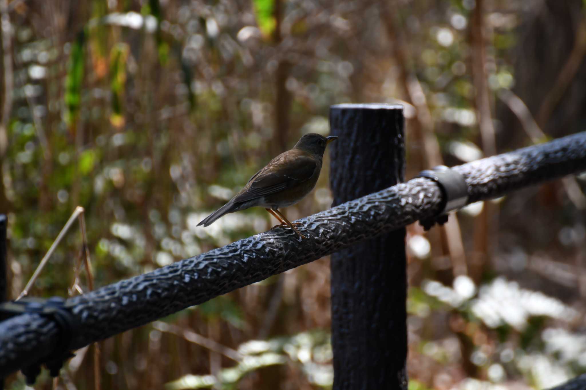 Photo of Pale Thrush at 牧野ヶ池緑地 by みそ＠VM4A