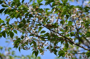 Warbling White-eye 牧野ヶ池緑地 Sun, 4/10/2022