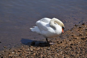 コブハクチョウ 中池公園(岐阜県関市) 2022年3月27日(日)