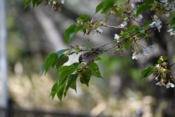 スズメ 牧野ヶ池緑地 2022年4月10日(日)