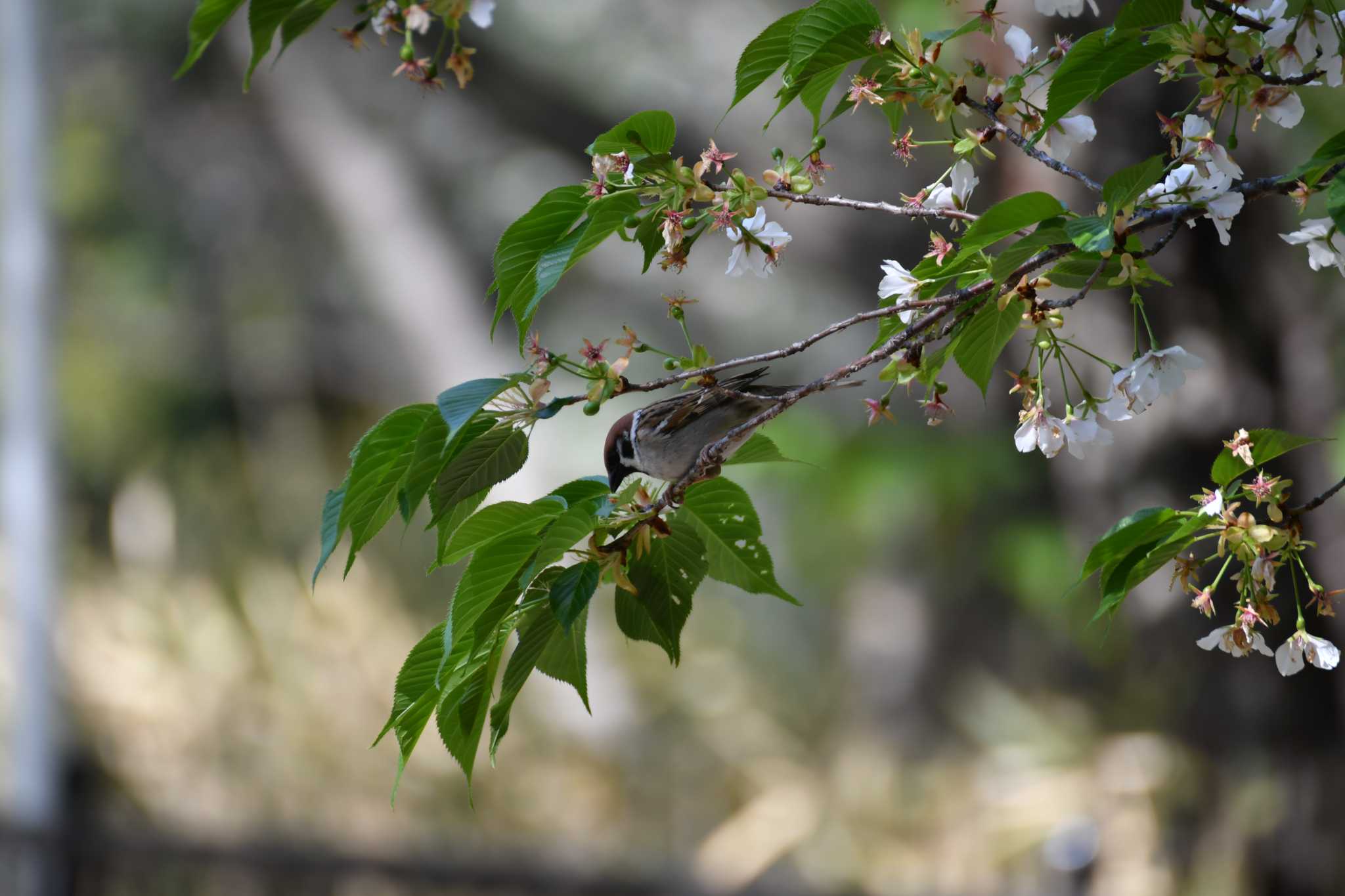 Photo of Eurasian Tree Sparrow at 牧野ヶ池緑地 by みそ＠VM4A