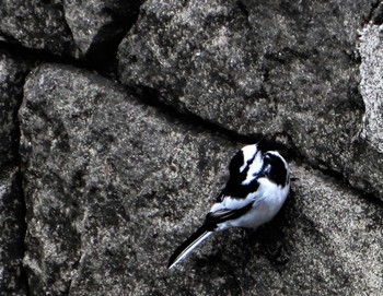 Sun, 4/24/2022 Birding report at 平和の森公園、江古田公園、哲学堂公園、妙正寺川