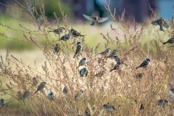 スズメ 兵庫県明石市 2017年11月16日(木)