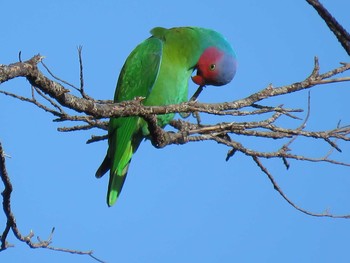 Red-cheeked Parrot インドネシア　 Wed, 8/2/2017