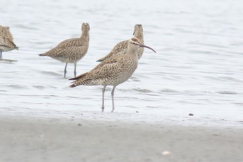 2022年4月24日(日) ふなばし三番瀬海浜公園の野鳥観察記録